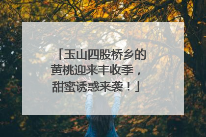 玉山四股桥乡的黄桃迎来丰收季，甜蜜诱惑来袭！