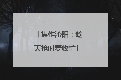 焦作沁阳：趁天抢时麦收忙