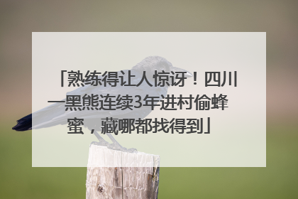 熟练得让人惊讶！四川一黑熊连续3年进村偷蜂蜜，藏哪都找得到