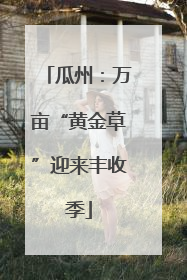 瓜州：万亩“黄金草”迎来丰收季