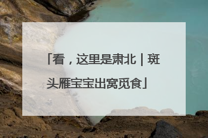 看，这里是肃北｜斑头雁宝宝出窝觅食