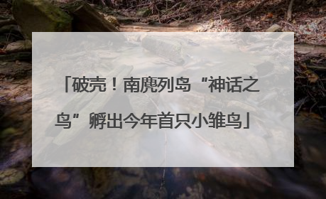 破壳！南麂列岛“神话之鸟”孵出今年首只小雏鸟