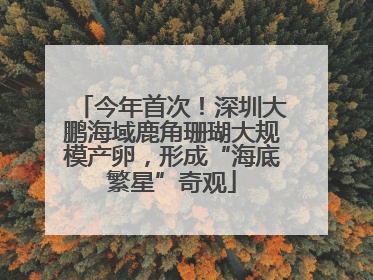 今年首次！深圳大鹏海域鹿角珊瑚大规模产卵，形成“海底繁星”奇观