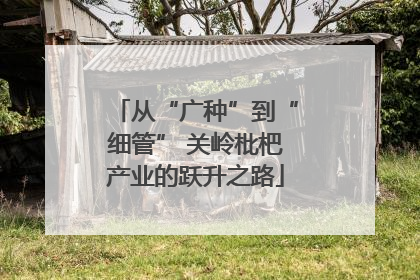 从“广种”到“细管” 关岭枇杷产业的跃升之路