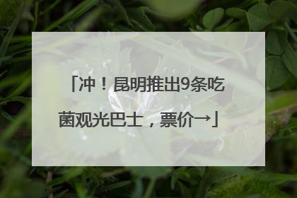 冲！昆明推出9条吃菌观光巴士，票价→