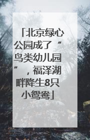 北京绿心公园成了“鸟类幼儿园”，福泽湖畔降生8只小鸳鸯