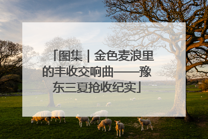 图集｜金色麦浪里的丰收交响曲——豫东三夏抢收纪实