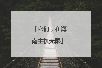 它们，在海南生机无限