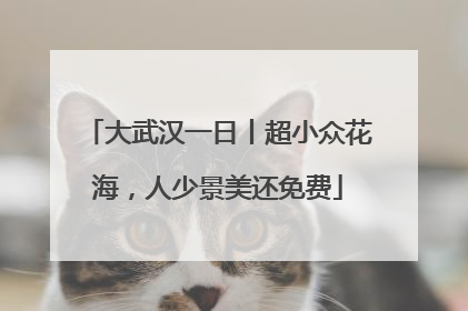 大武汉一日丨超小众花海，人少景美还免费