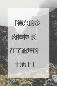 德兴的多肉植物 长在了迪拜的土地上