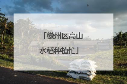 徽州区高山水稻种植忙