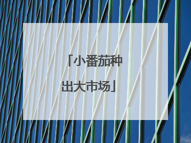 小番茄种出大市场
