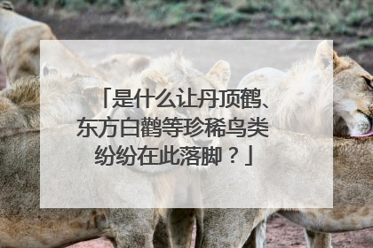 是什么让丹顶鹤、东方白鹳等珍稀鸟类纷纷在此落脚？