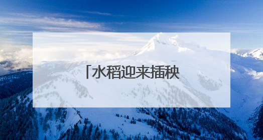 水稻迎来插秧季！青岛这些稻田披“绿装”