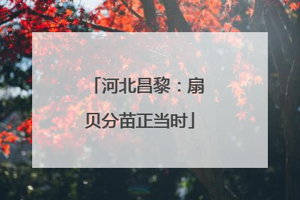 河北昌黎：扇贝分苗正当时