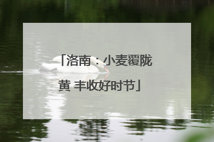 洛南：小麦覆陇黄 丰收好时节