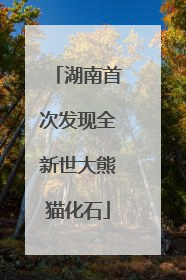 湖南首次发现全新世大熊猫化石
