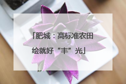 肥城：高标准农田绘就好“丰”光