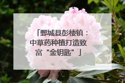鄄城县彭楼镇：中草药种植打造致富“金钥匙”