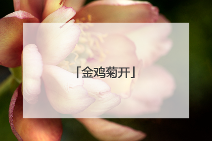 金鸡菊开