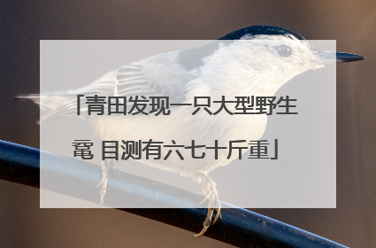 青田发现一只大型野生鼋 目测有六七十斤重