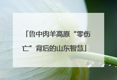 鲁中肉羊高原“零伤亡”背后的山东智慧